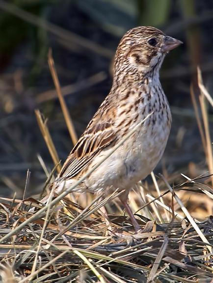 Vesper Sparrow Photo by Dan Tallman