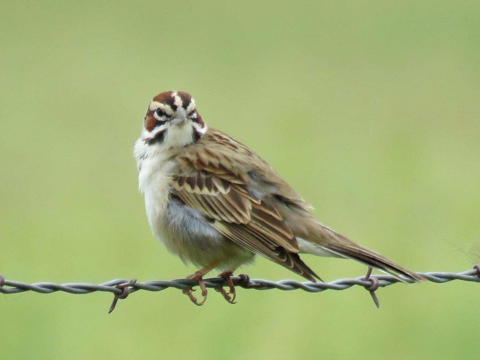 Lark Sparrow Photo by Kent Jensen