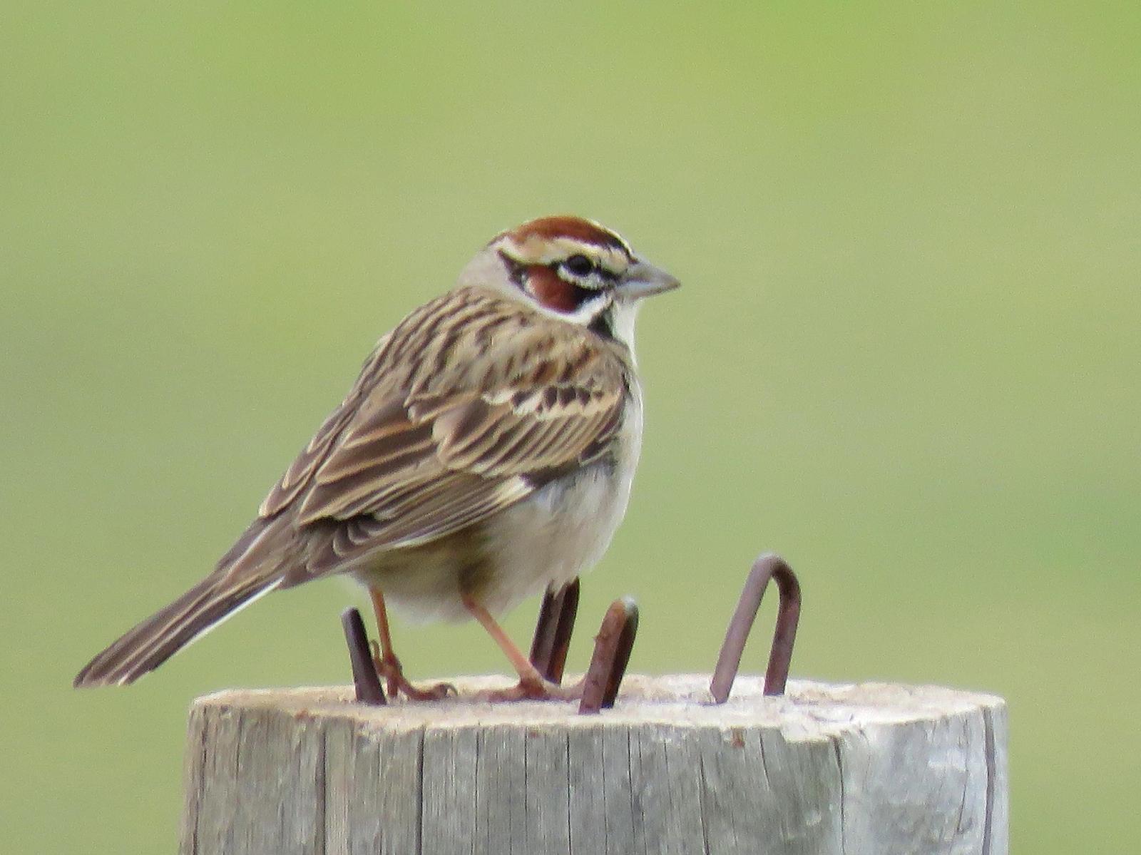 Lark Sparrow Photo by Kent Jensen