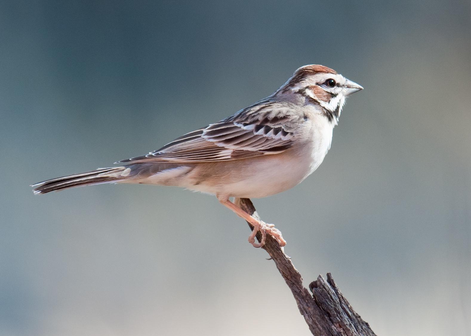 Lark Sparrow Photo by Mason Rose