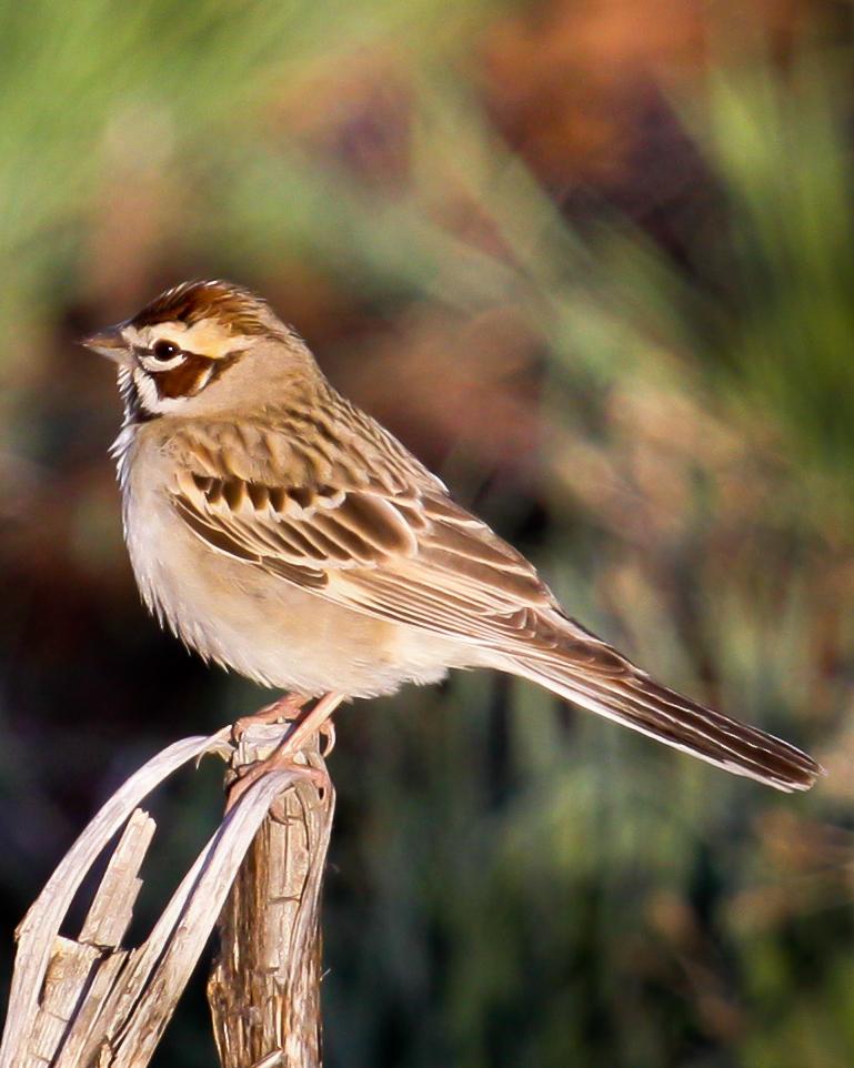 Lark Sparrow Photo by Nathan Renn