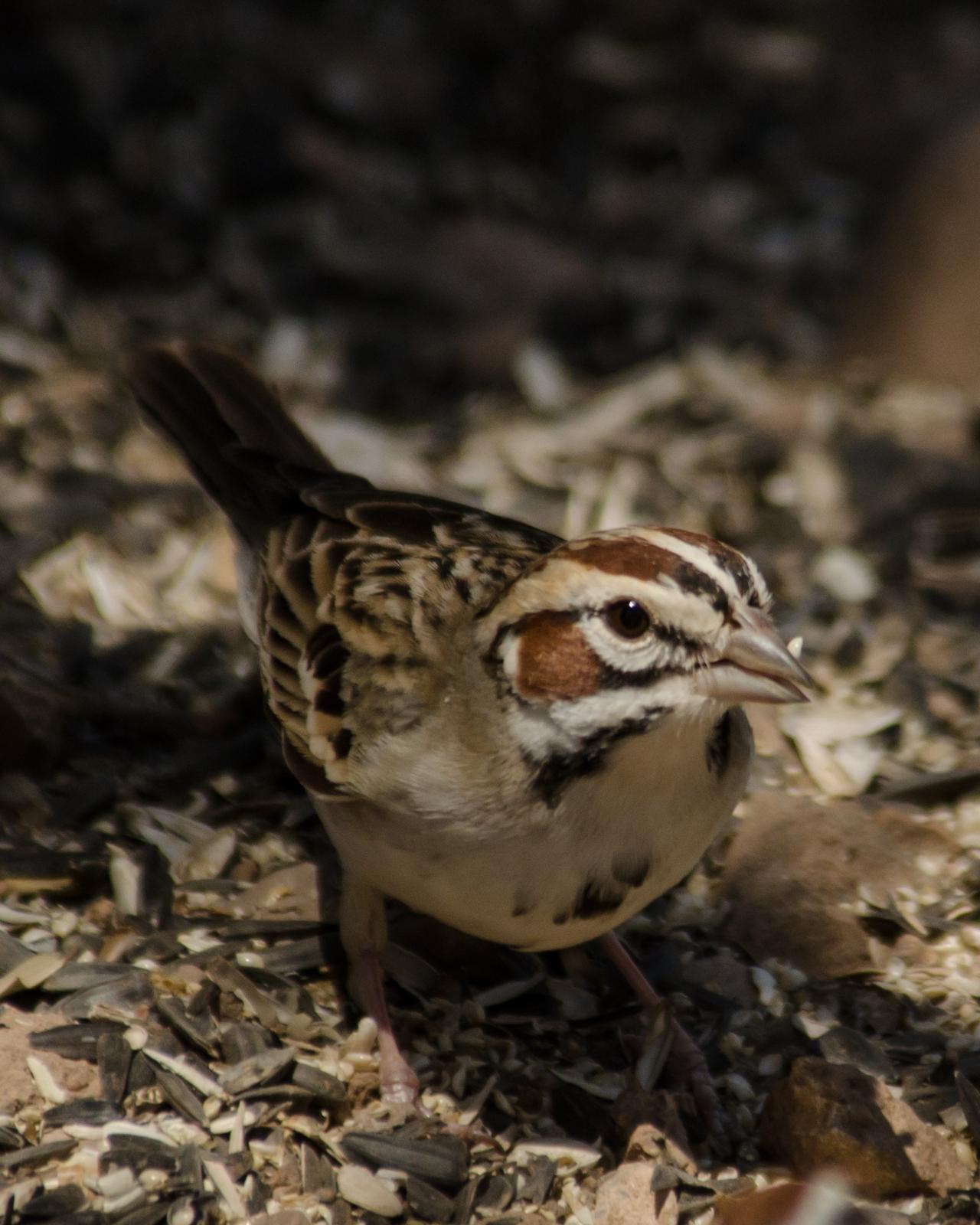 Lark Sparrow Photo by Susie Nishio