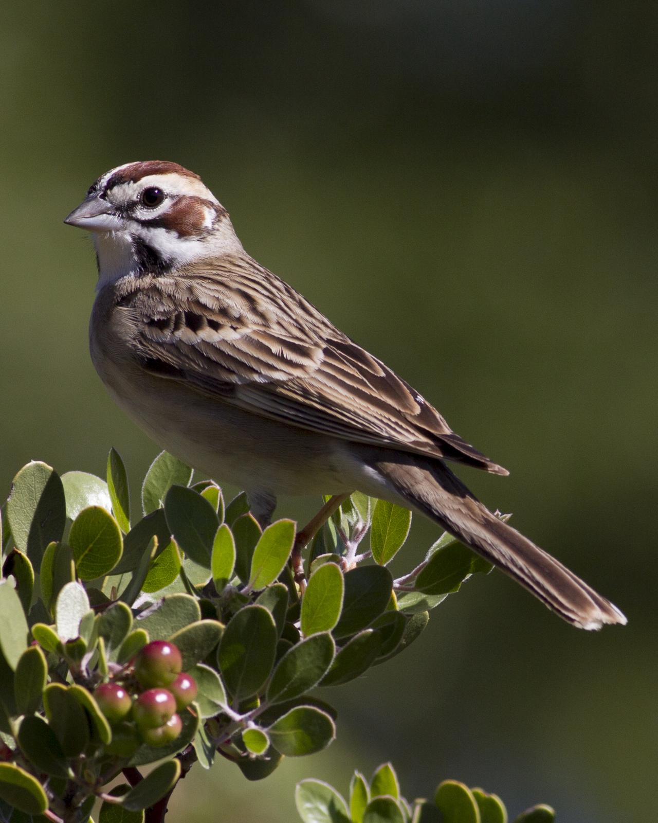 Lark Sparrow Photo by Jeff Moore