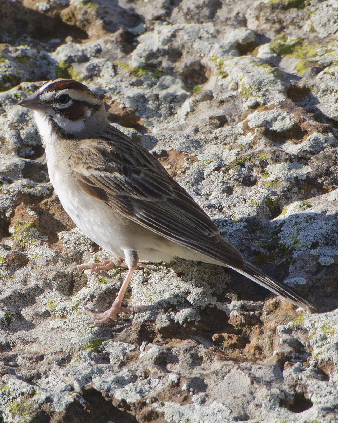 Lark Sparrow Photo by Bill Adams