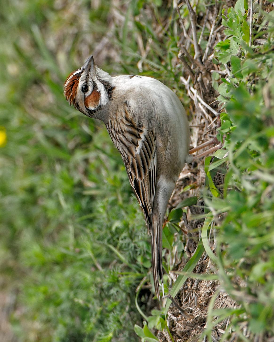 Lark Sparrow Photo by JC Knoll