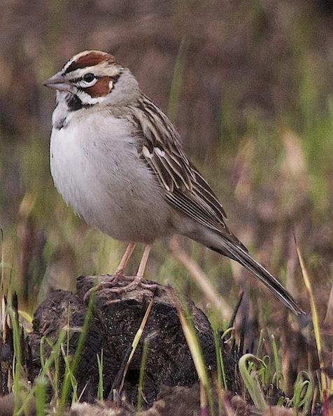 Lark Sparrow Photo by Gerald Hoekstra