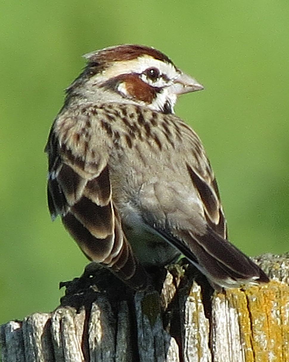 Lark Sparrow Photo by Kelly Preheim