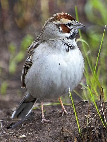 Lark Sparrow Photo by Dan Tallman