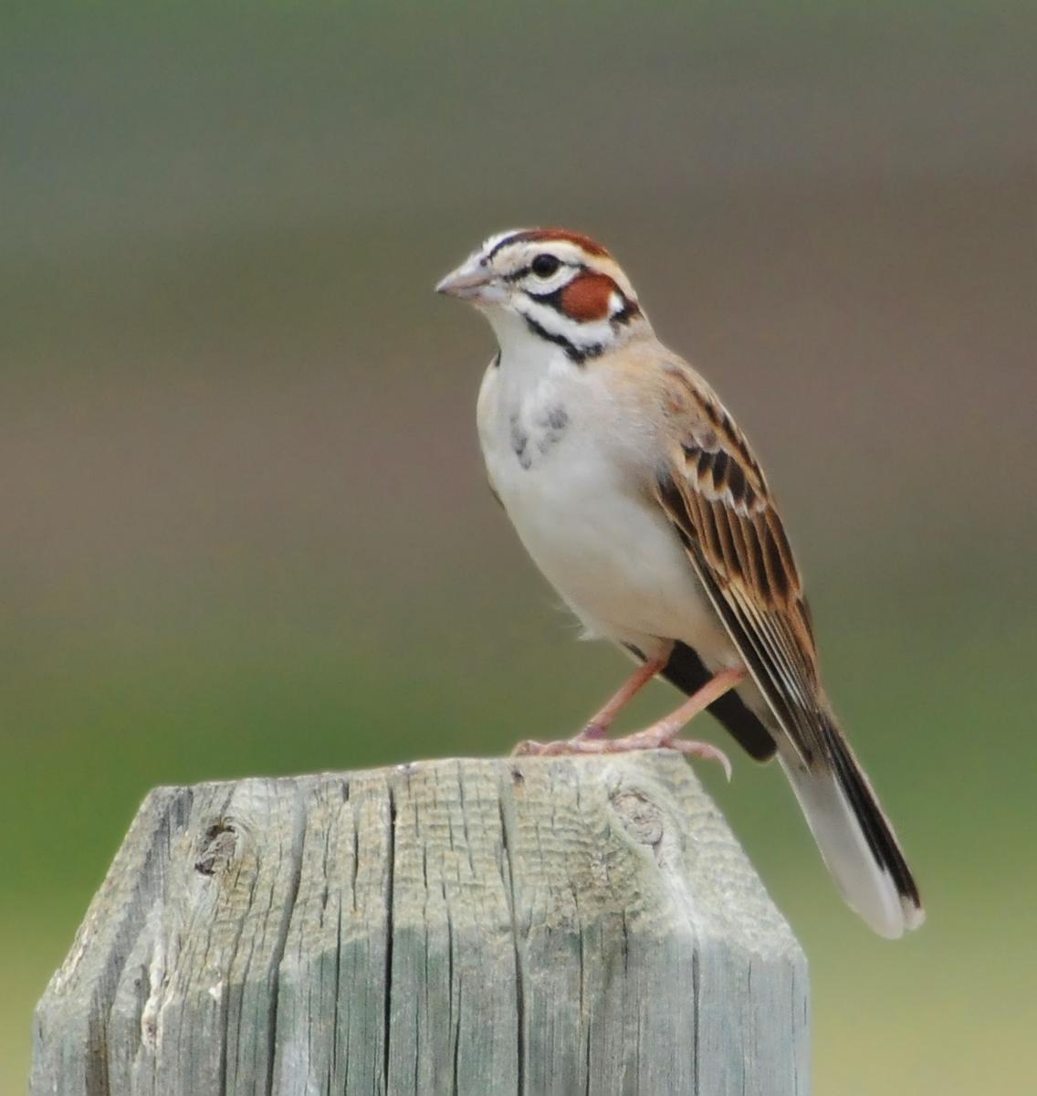 Lark Sparrow Photo by Steven Mlodinow