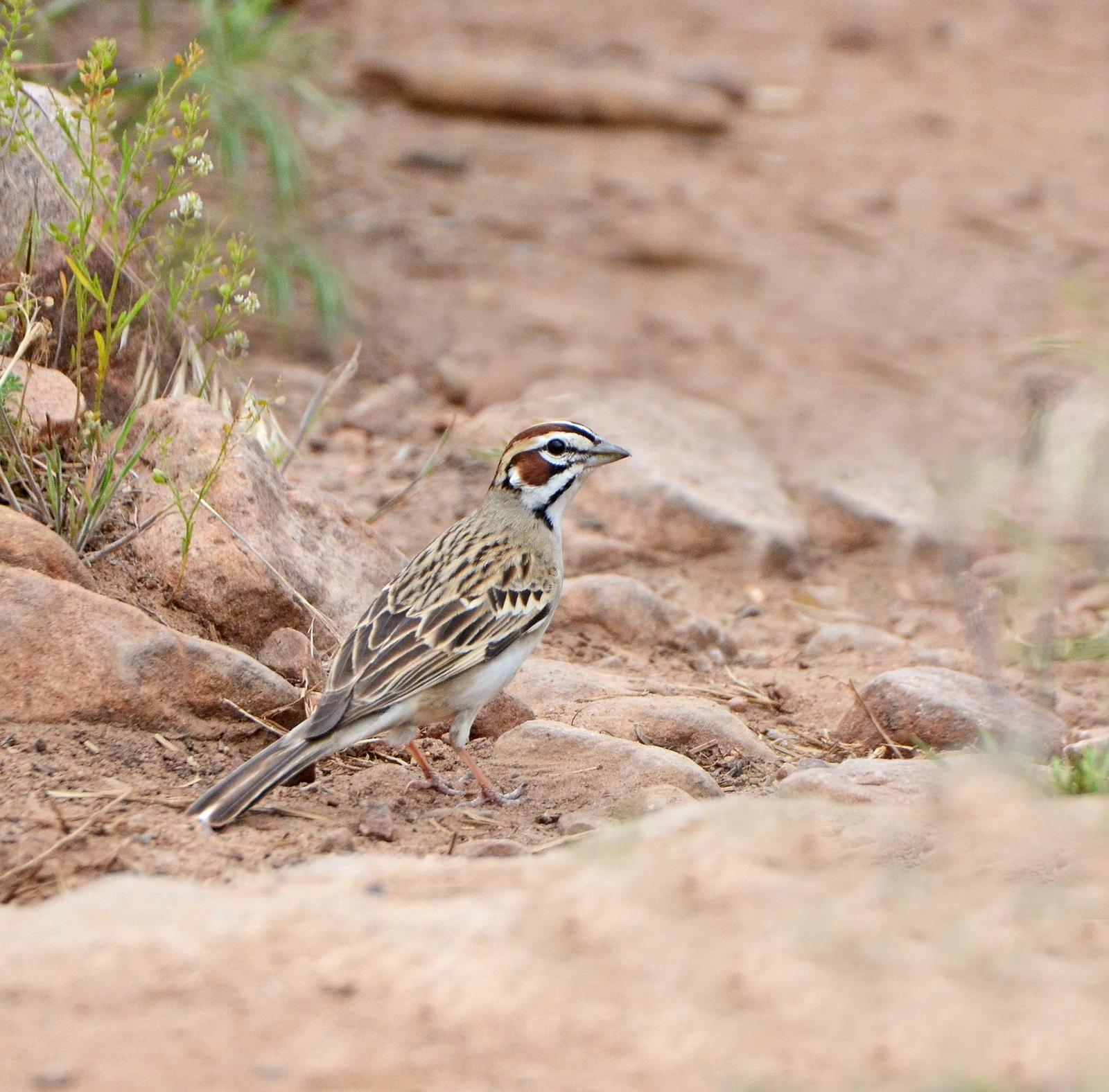Lark Sparrow Photo by Steven Mlodinow