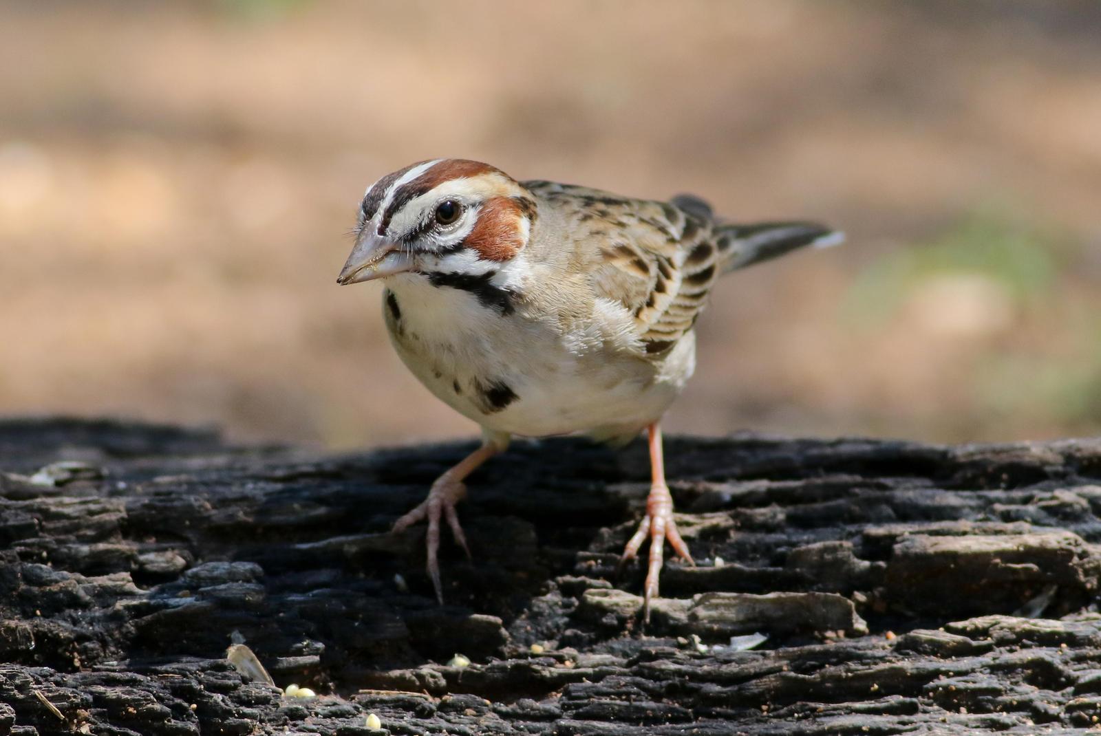 Lark Sparrow Photo by Tom Ford-Hutchinson