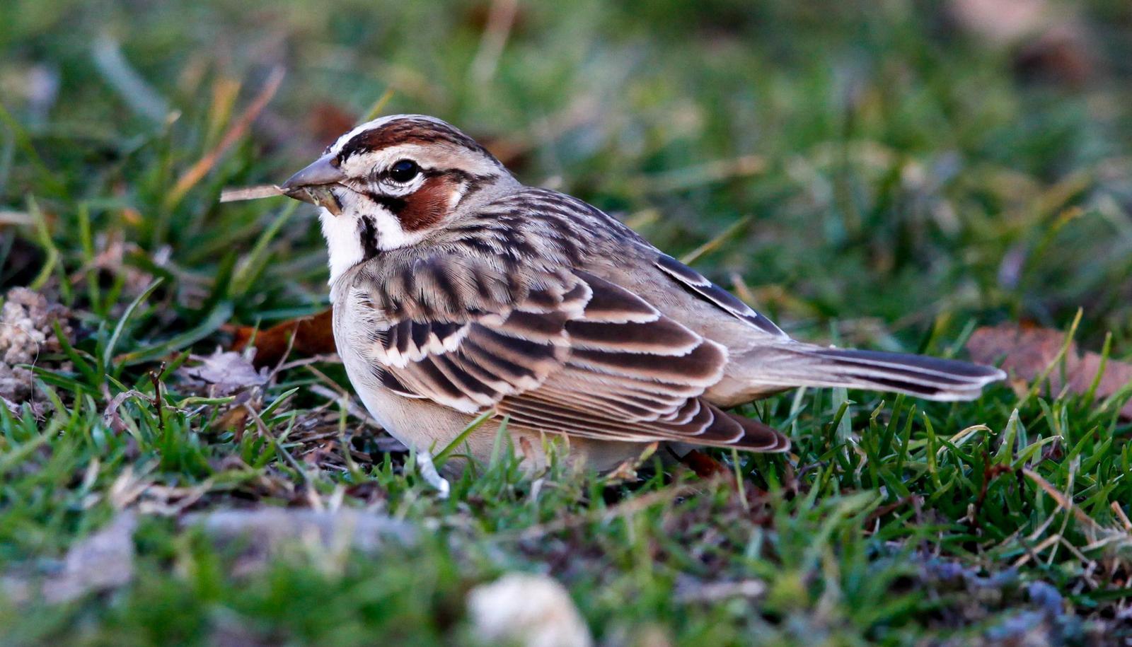 Lark Sparrow Photo by Lucy Wightman