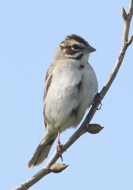 Lark Sparrow Photo by Dan Tallman