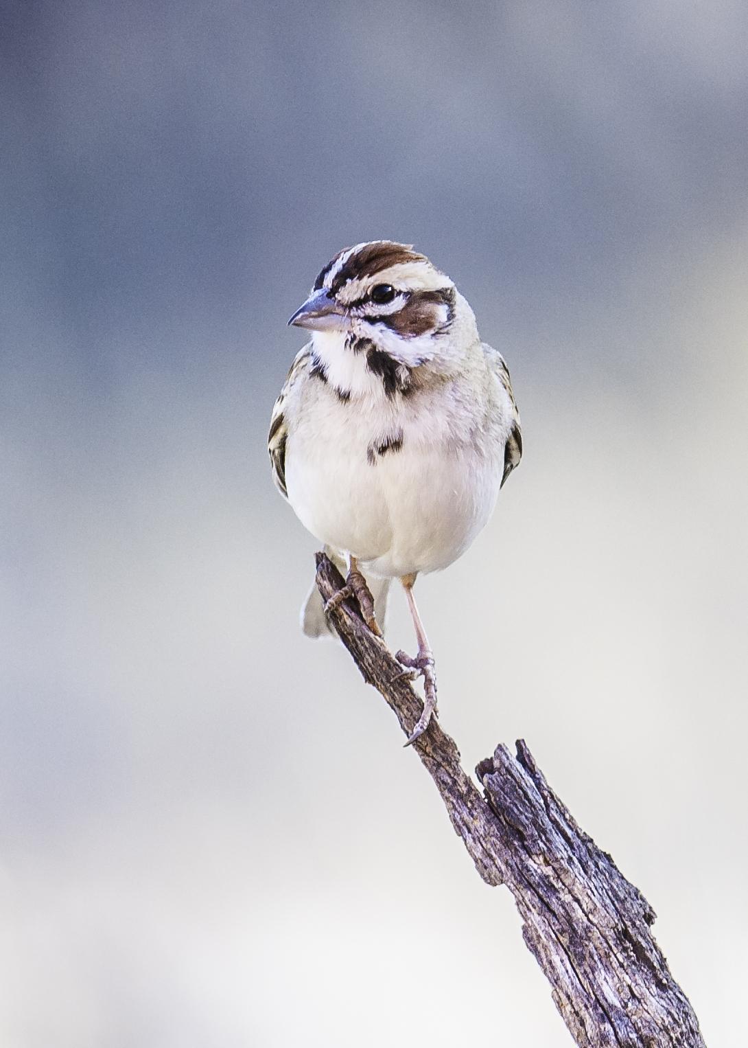 Lark Sparrow Photo by Mason Rose