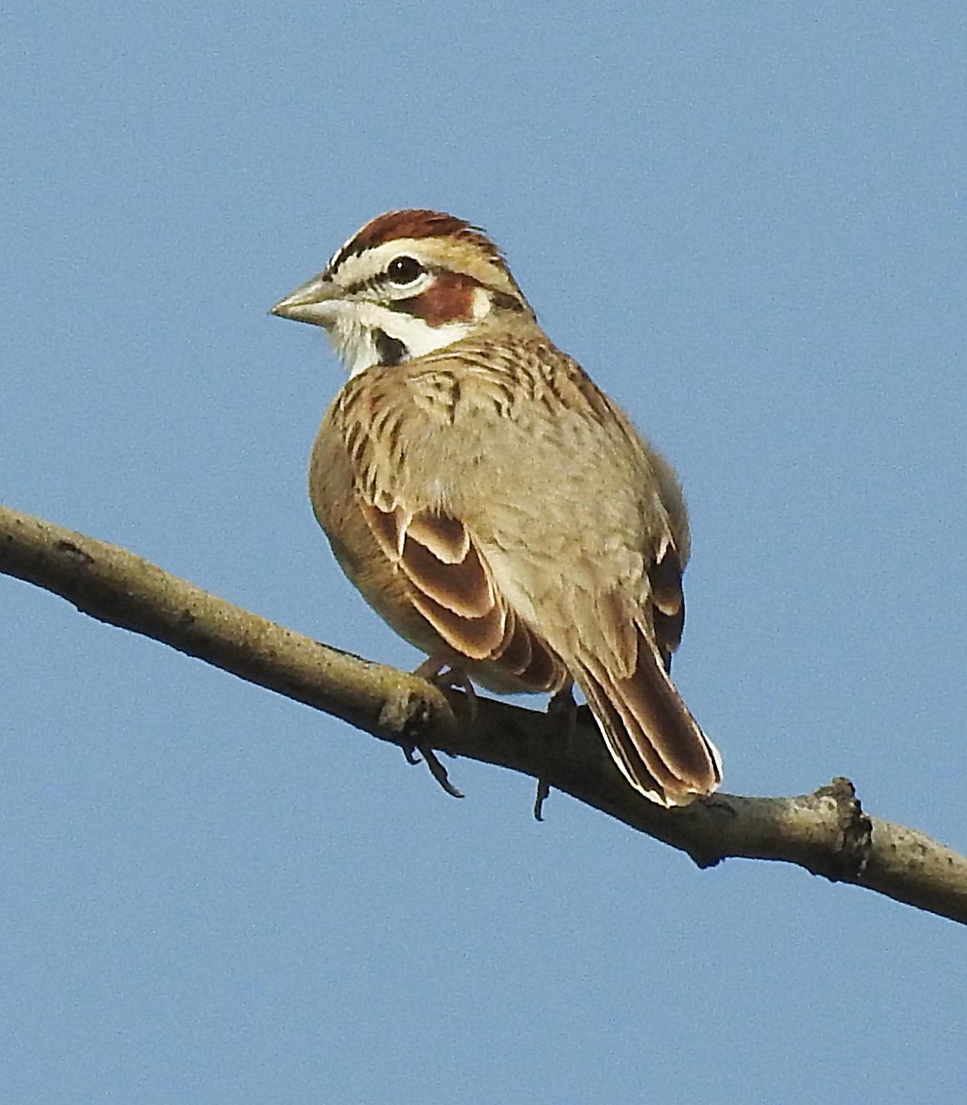 Lark Sparrow Photo by Alejandra Perez