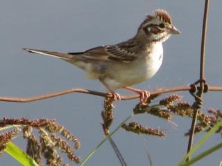 Lark Sparrow Photo by Ted Goshulak
