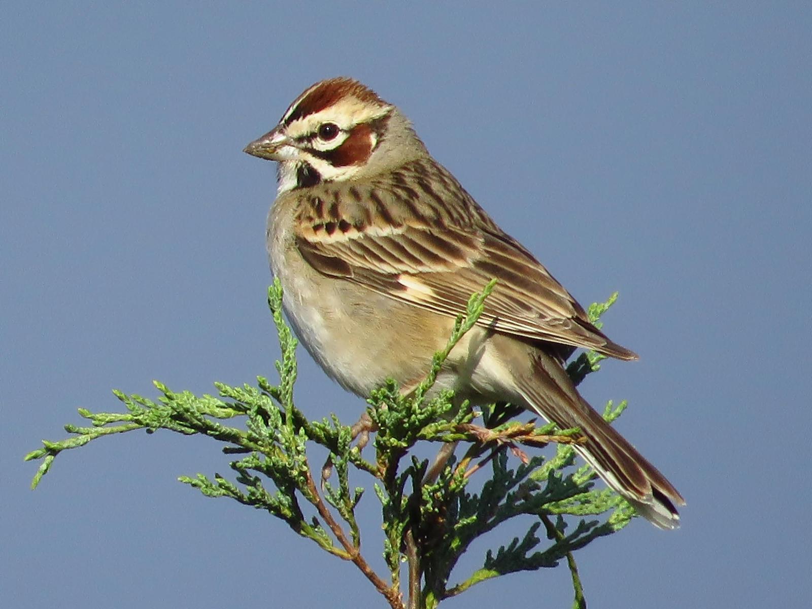 Lark Sparrow Photo by Bob Neugebauer