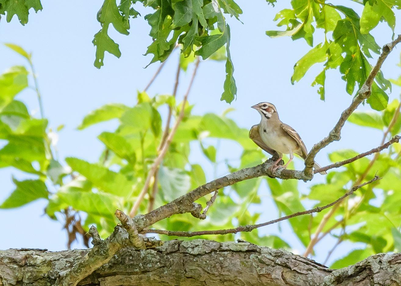 Lark Sparrow Photo by Keshava Mysore
