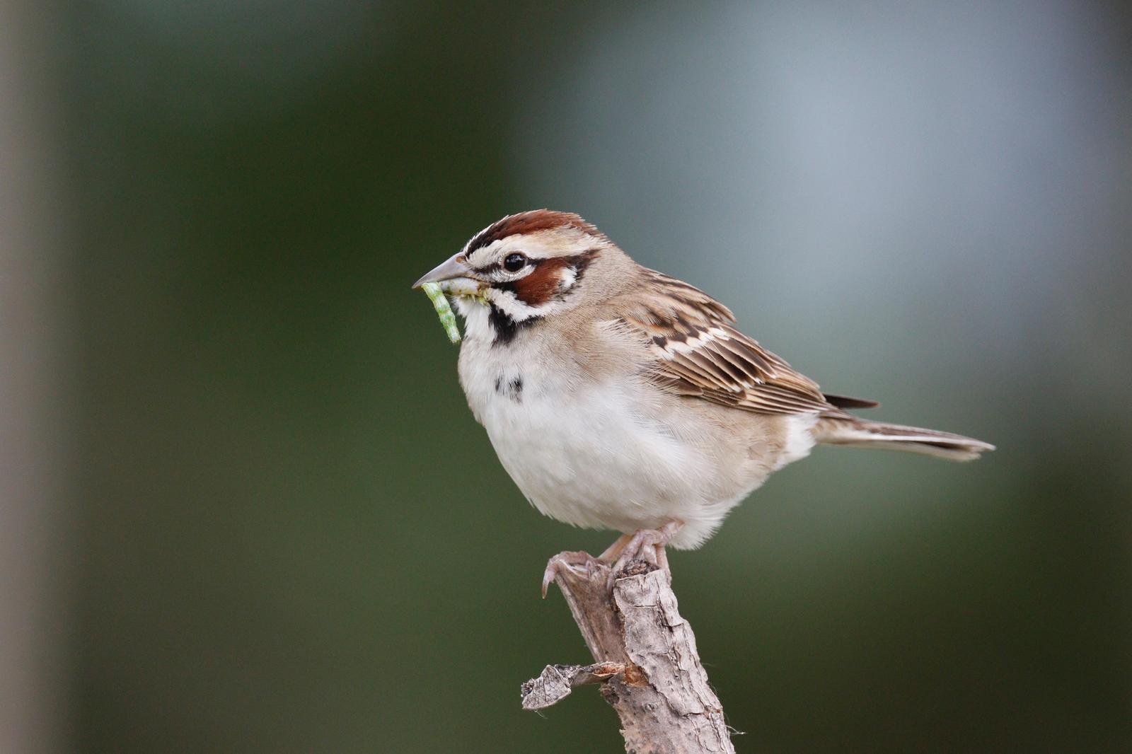 Lark Sparrow Photo by Emily Willoughby