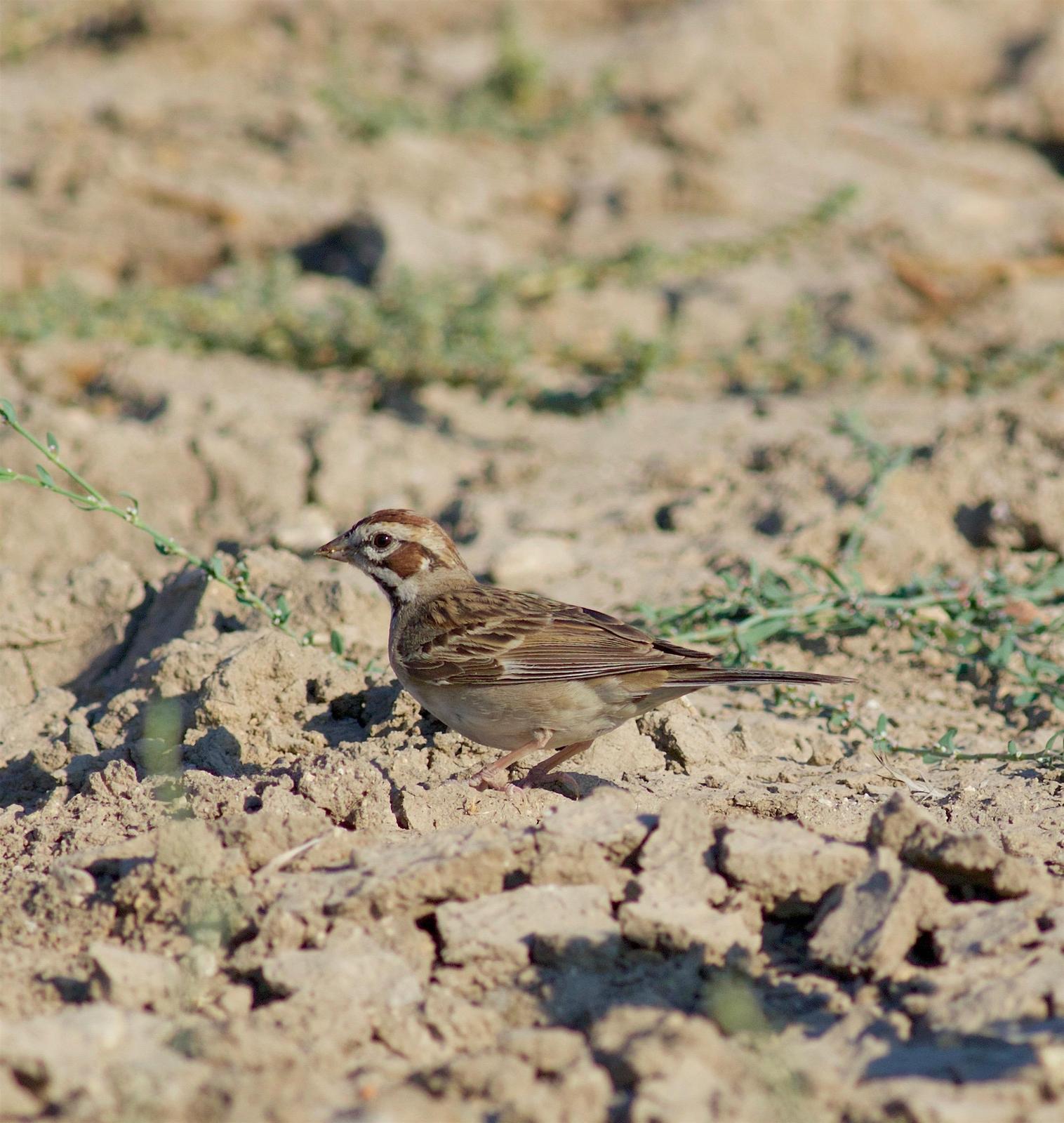 Lark Sparrow Photo by Kathryn Keith