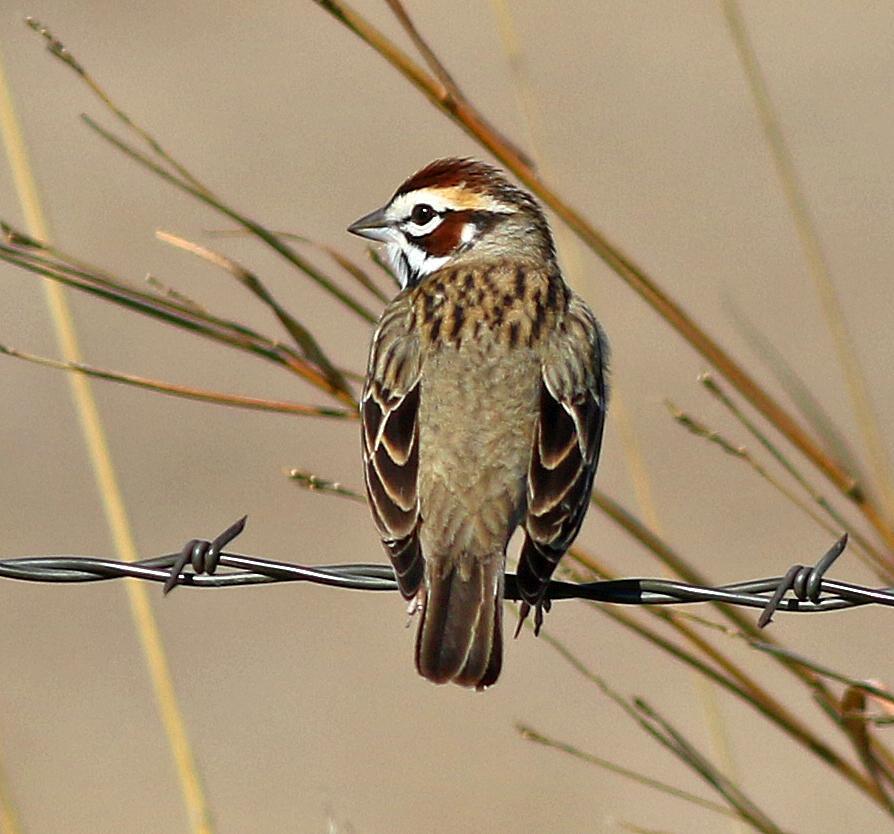 Lark Sparrow Photo by Tom Gannon
