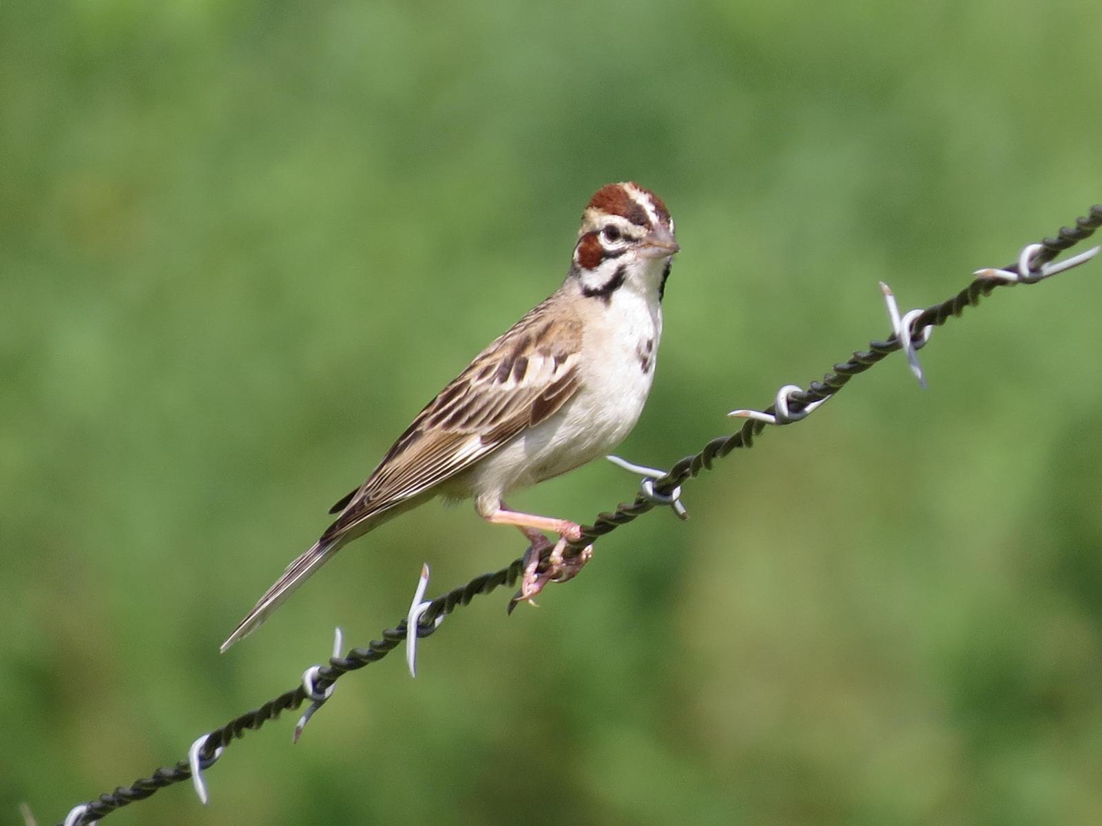 Lark Sparrow Photo by Enid Bachman