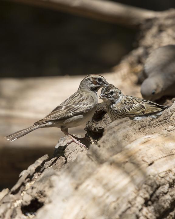 Lark Sparrow Photo by Anthony Gliozzo