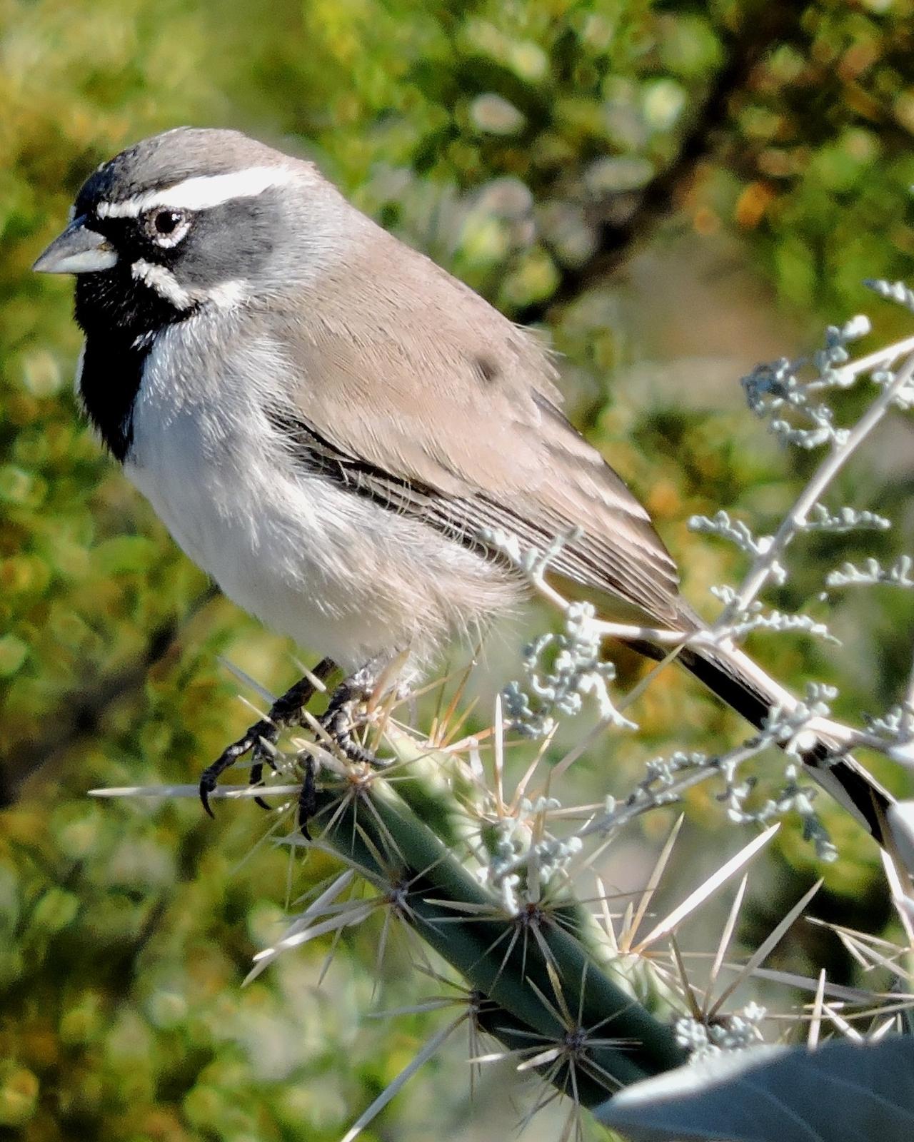 Black-throated Sparrow Photo by Mark Gilbert