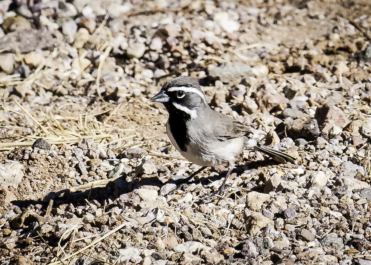 Black-throated Sparrow Photo by Mason Rose