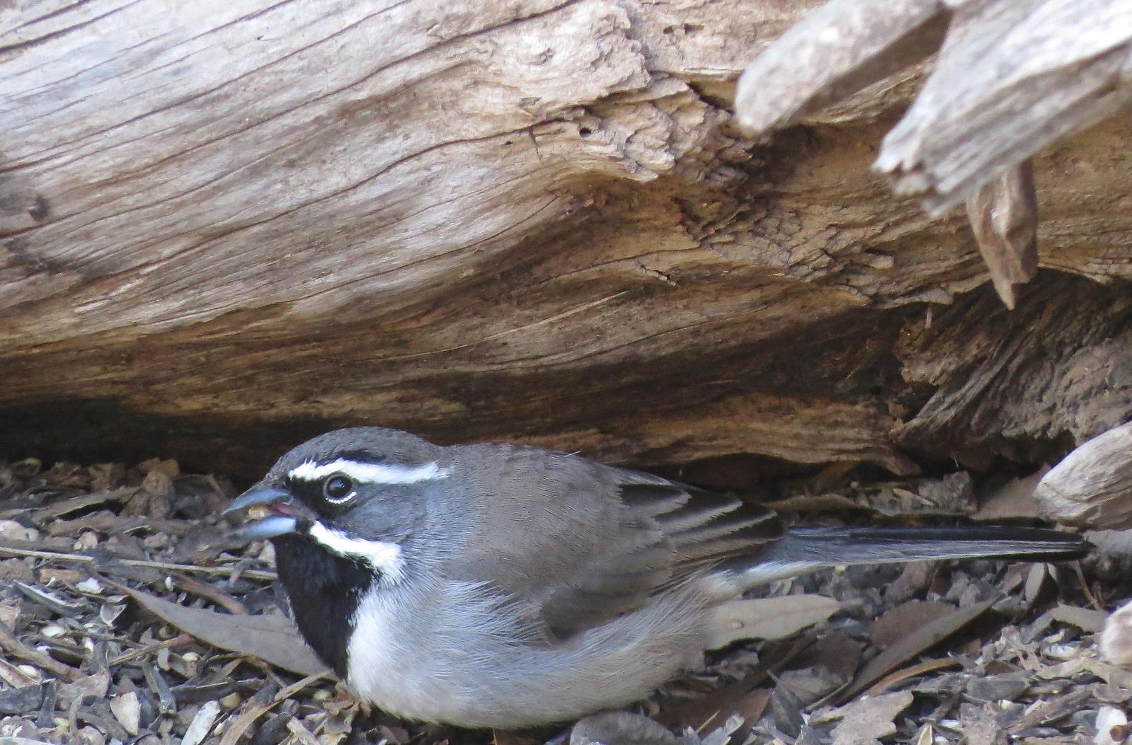 Black-throated Sparrow Photo by Marilyn Kircus