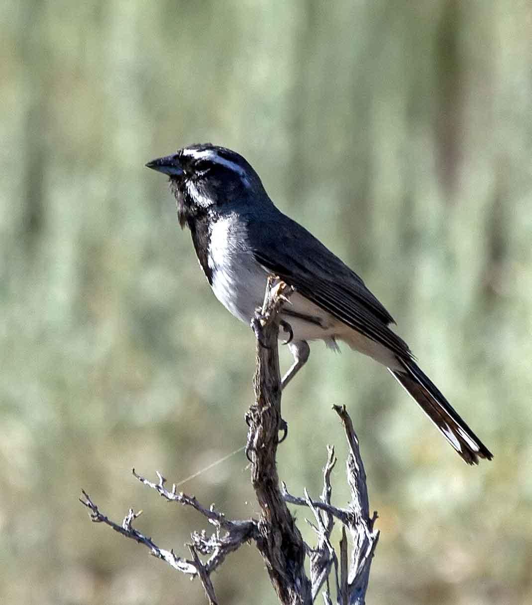 Black-throated Sparrow Photo by Scott Berglund
