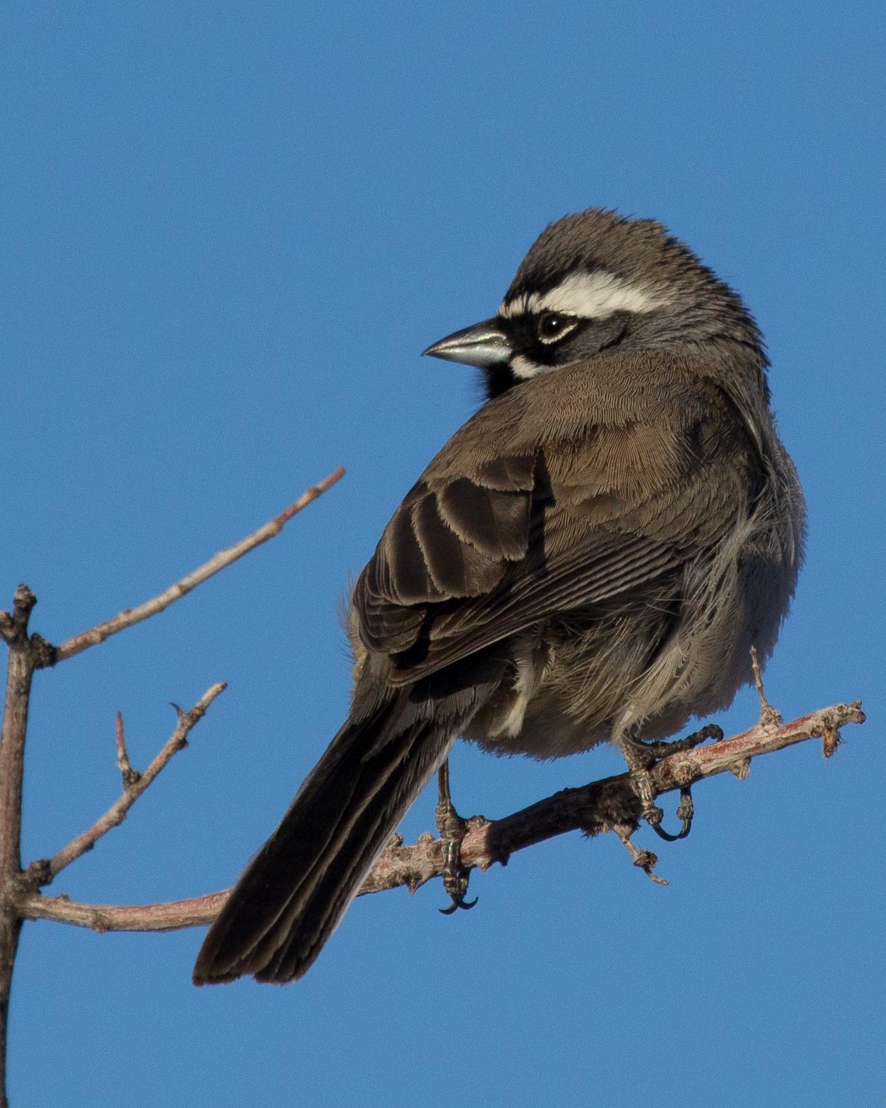 Black-throated Sparrow Photo by Anita Strawn de Ojeda