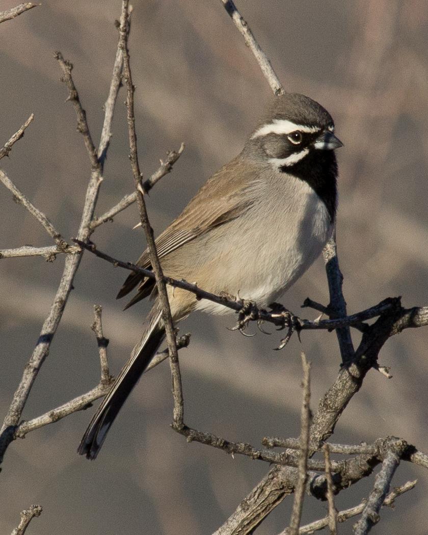 Black-throated Sparrow Photo by Anita Strawn de Ojeda