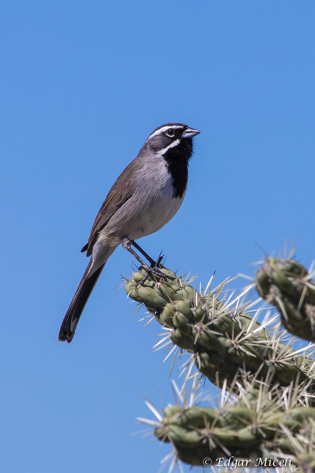 Black-throated Sparrow Photo by Edgar Miceli