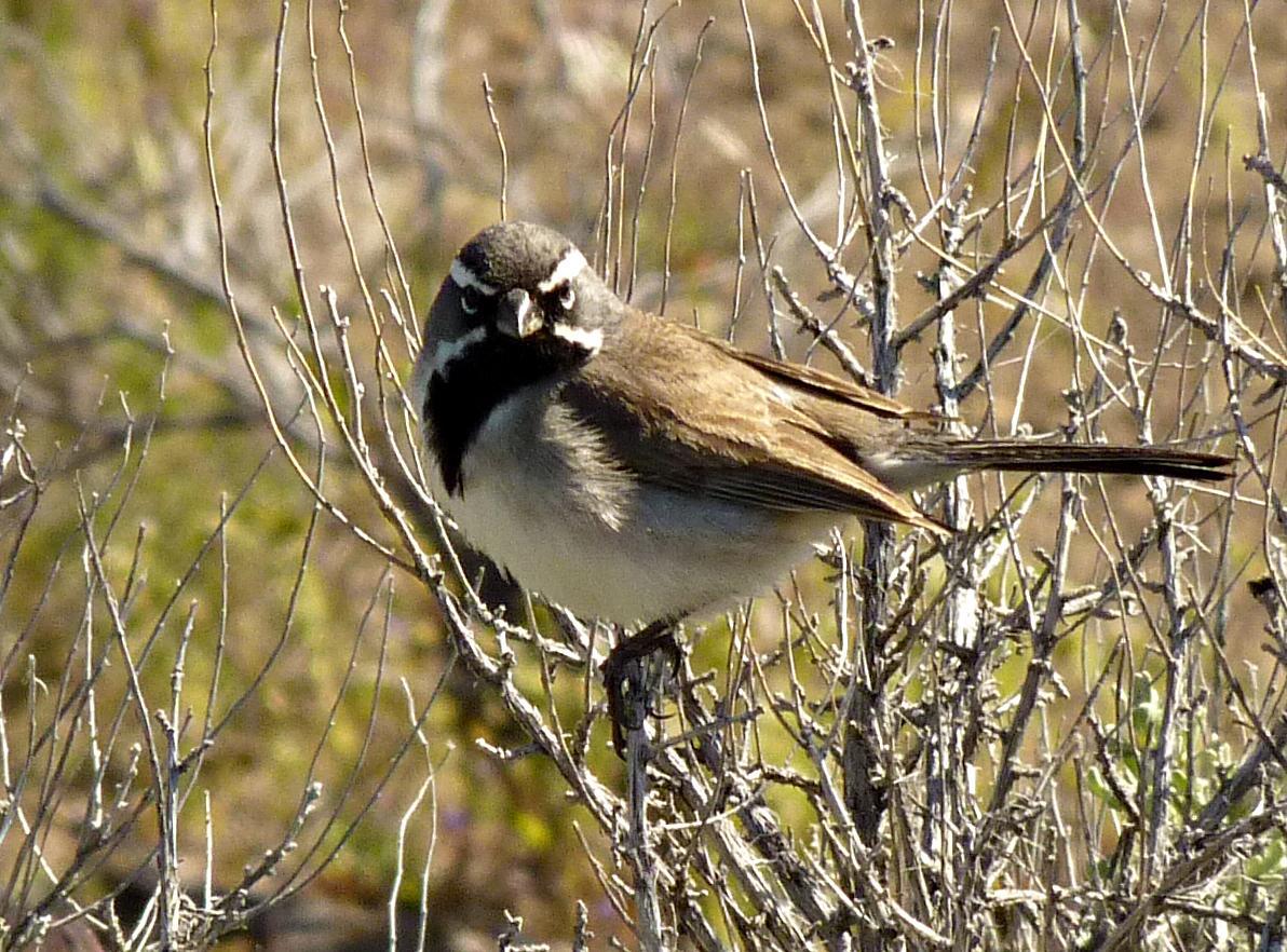 Black-throated Sparrow Photo by Mark Nikas