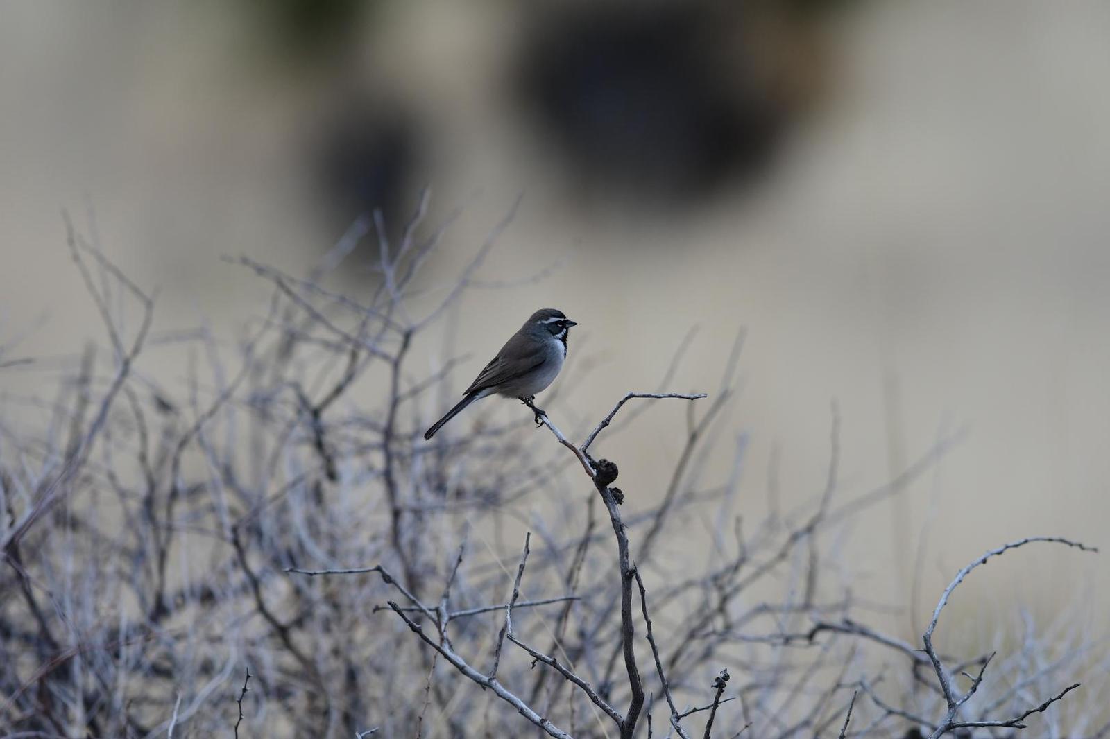 Black-throated Sparrow Photo by Jacob Zadik