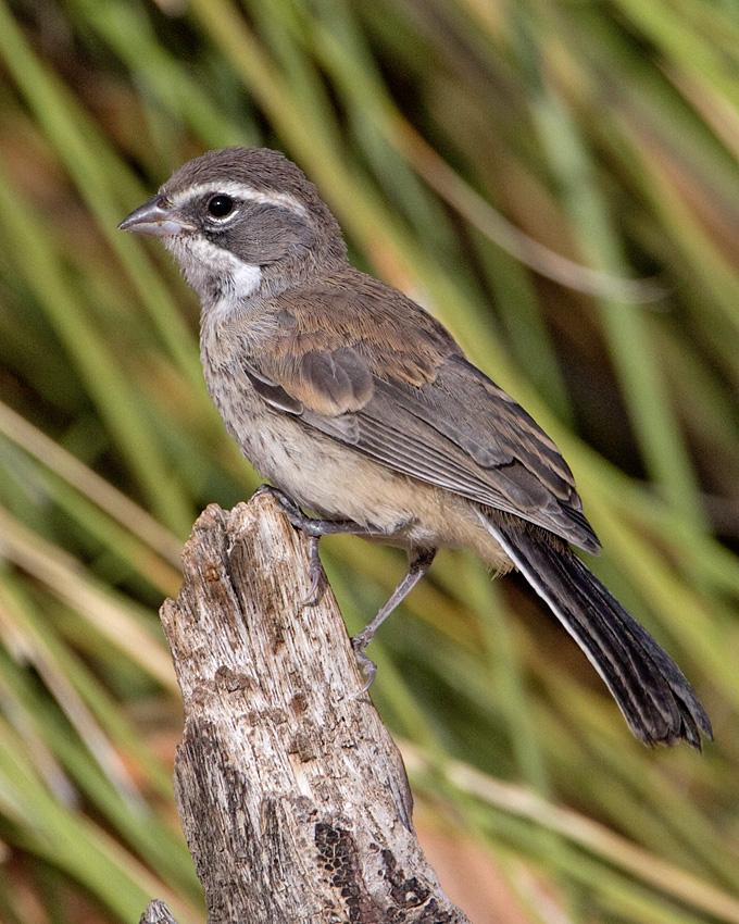 Black-throated Sparrow Photo by Arlene Ripley