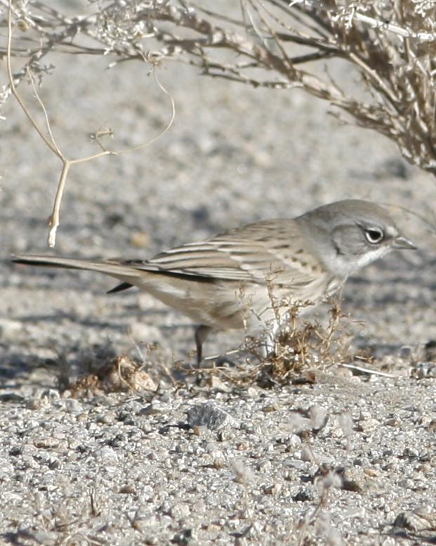Sagebrush Sparrow Photo by Oscar Johnson