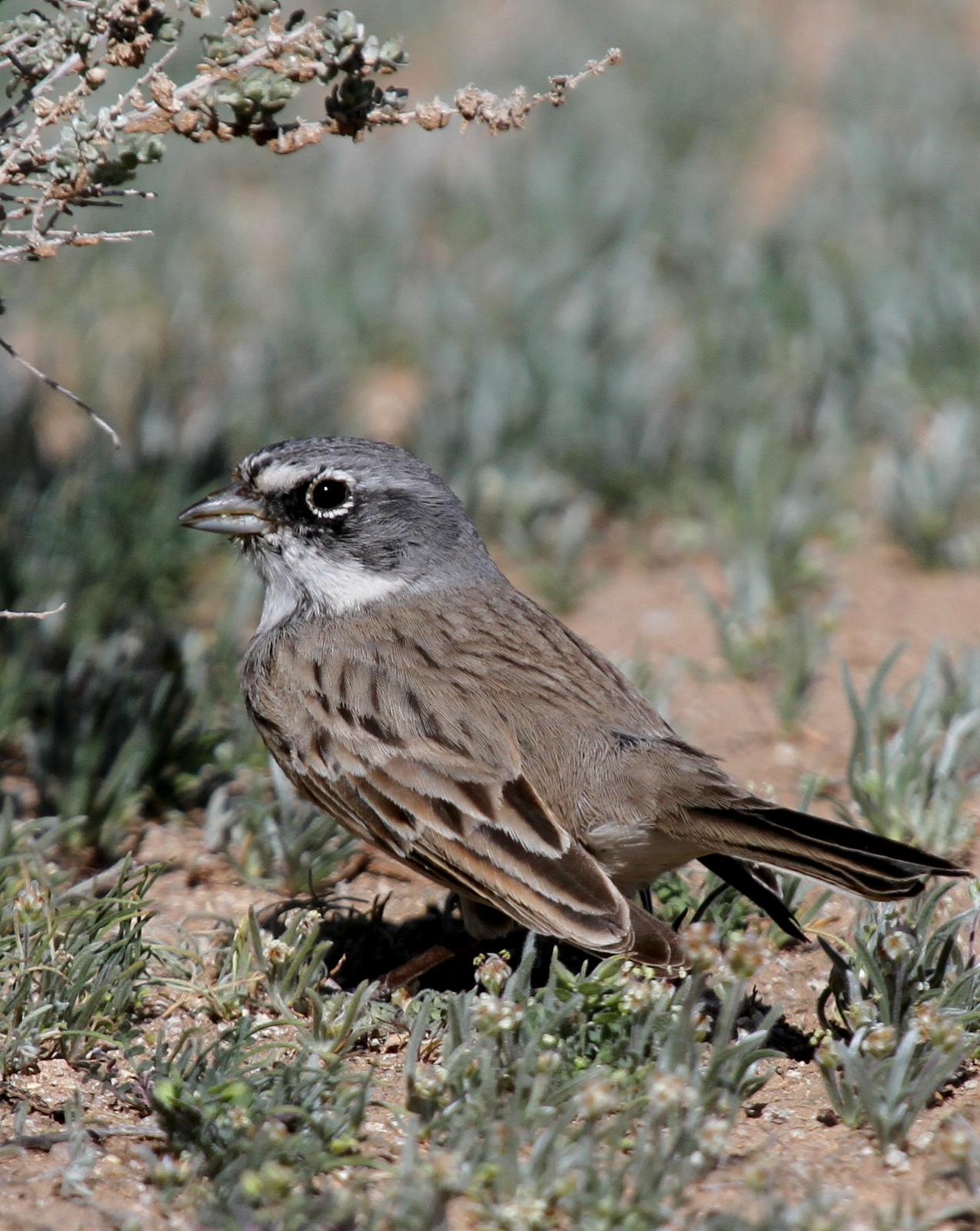 Sagebrush Sparrow Photo by Matthew Grube