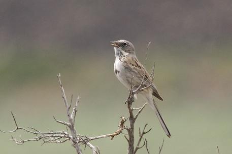 Sagebrush Sparrow Photo by Gerald Hoekstra