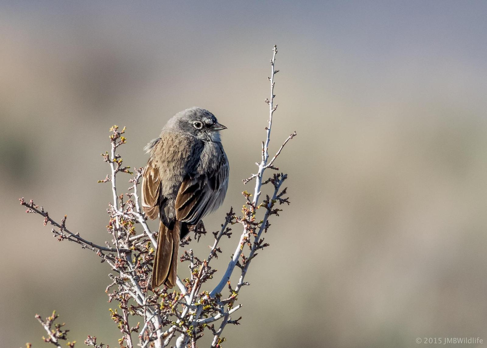 Sagebrush Sparrow Photo by Jeff Bray
