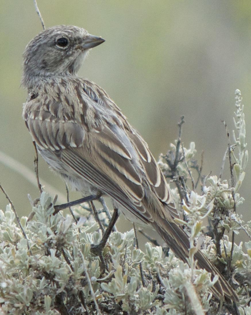 Sagebrush Sparrow Photo by Mark Baldwin