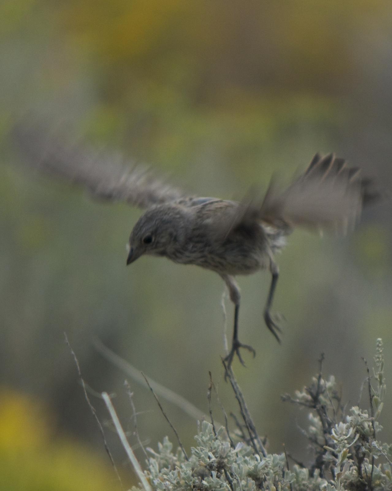 Sagebrush Sparrow Photo by Mark Baldwin