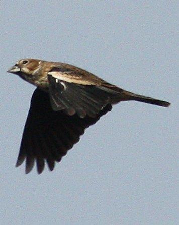 Lark Bunting Photo by Andrew Core