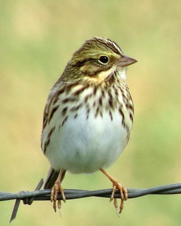 Savannah Sparrow Photo by Kelly Preheim