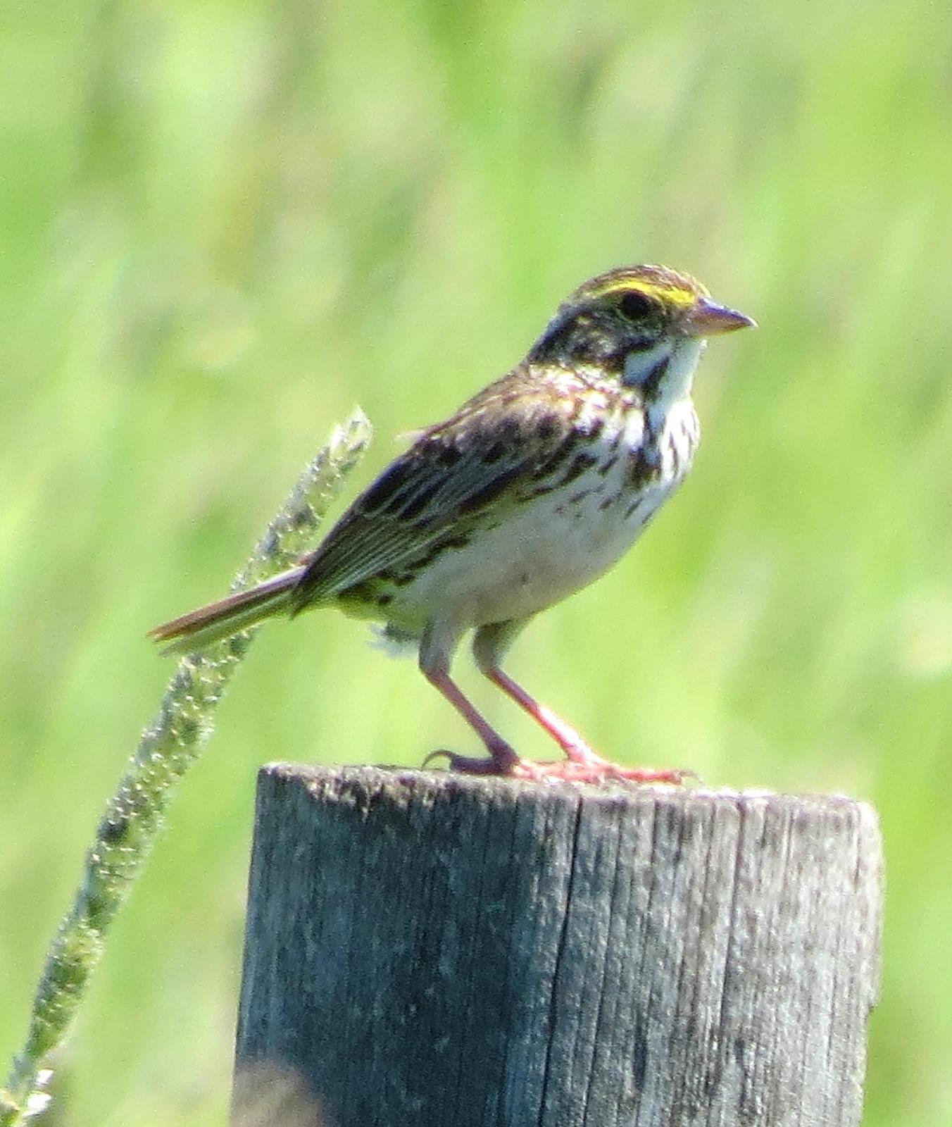 Savannah Sparrow Photo by Kent Jensen