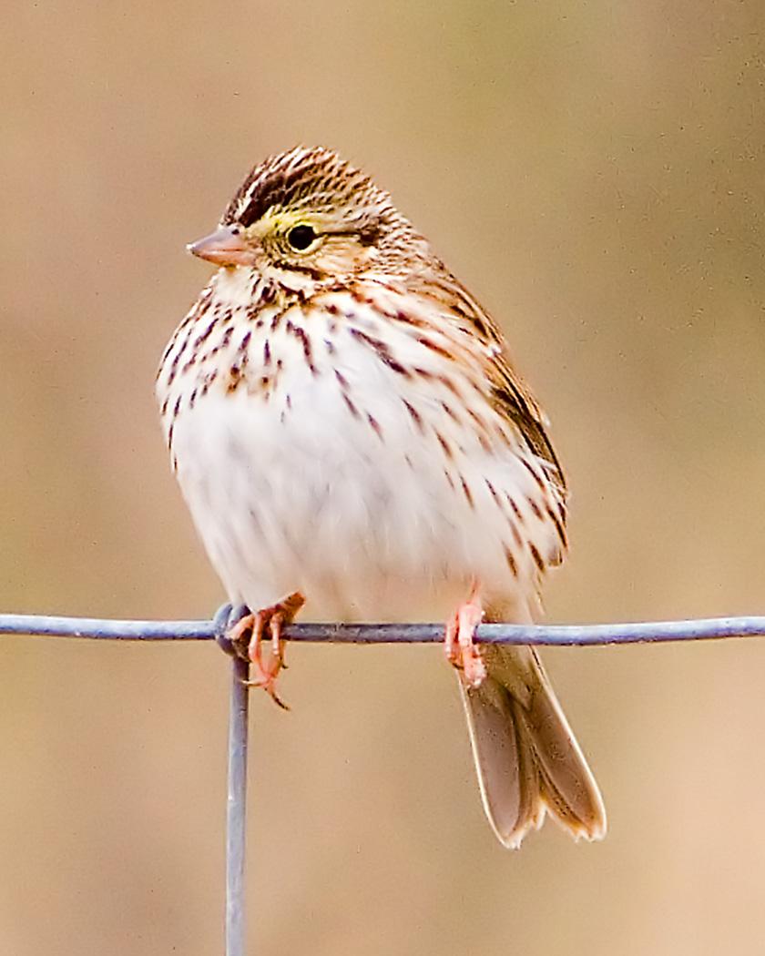 Savannah Sparrow Photo by Josh Haas