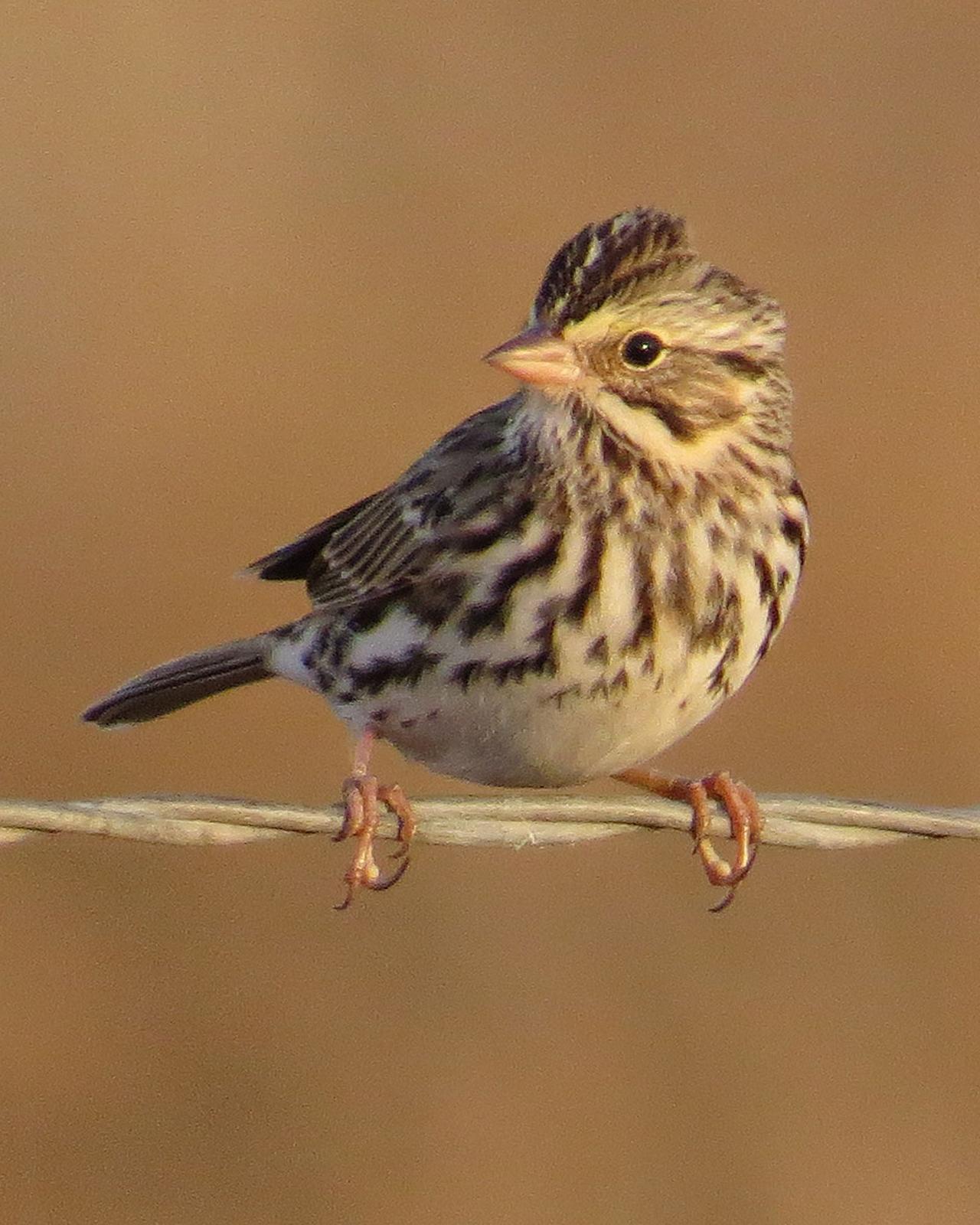 Savannah Sparrow Photo by Mary Ann Melton