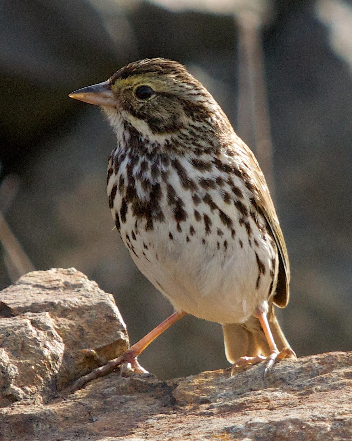 Savannah Sparrow Photo by Gerald Hoekstra