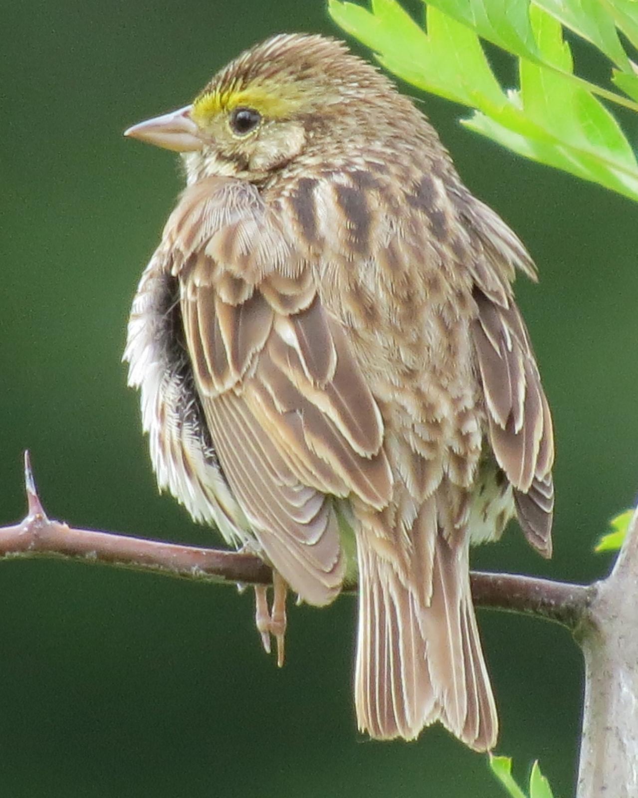 Savannah Sparrow Photo by Robin Barker